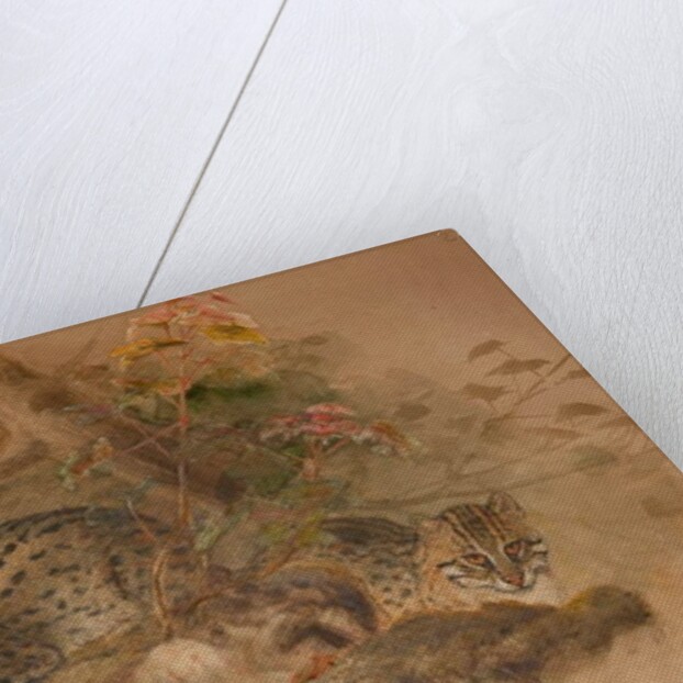 Clouded leopard by Joseph Wolf