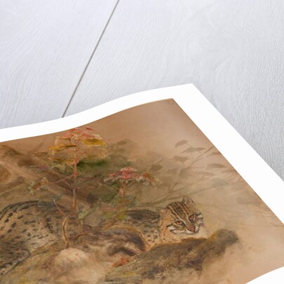 Clouded leopard by Joseph Wolf