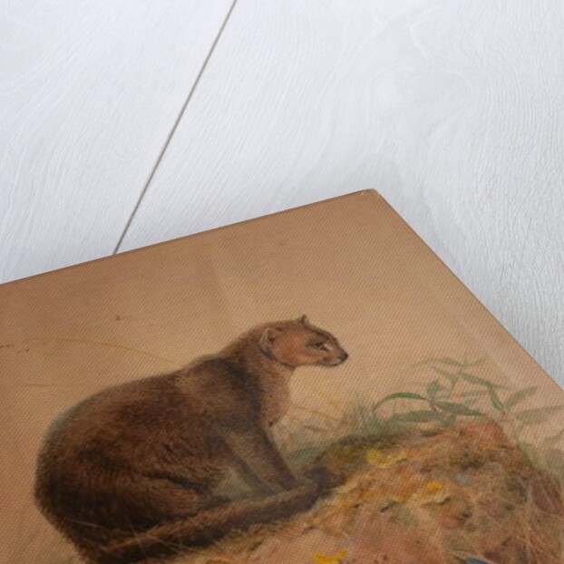 Yaguarundi Cat by Joseph Wolf