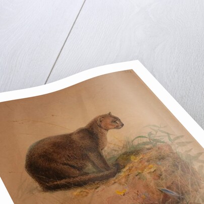 Yaguarundi Cat by Joseph Wolf