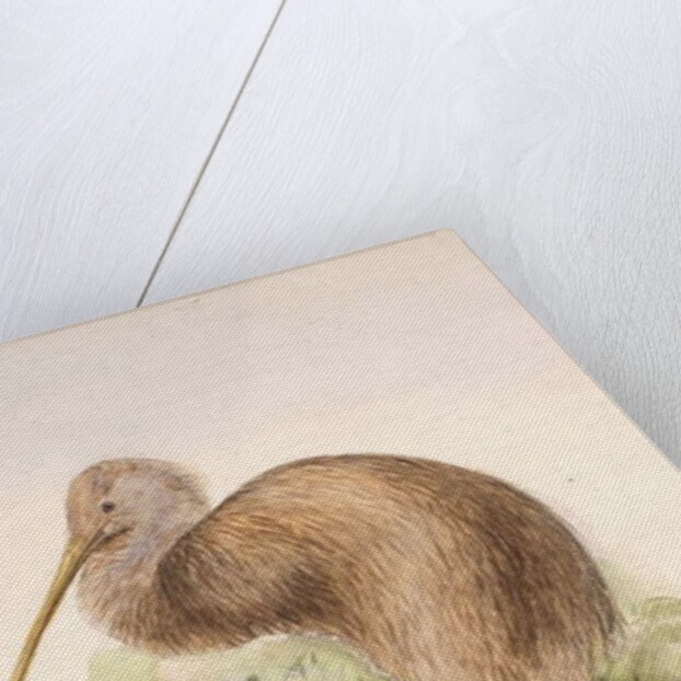 Kiwi, c.1850 by Joseph Wolf