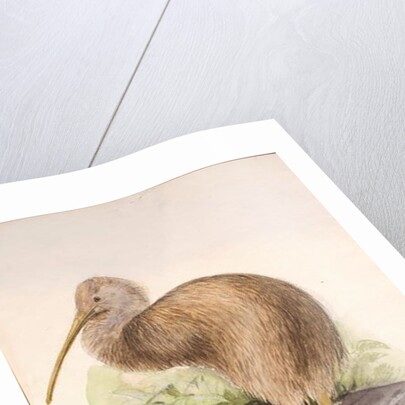 Kiwi, c.1850 by Joseph Wolf