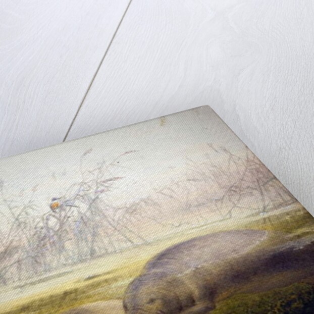 Manatee, 1879 by Joseph Wolf