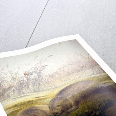 Manatee, 1879 by Joseph Wolf