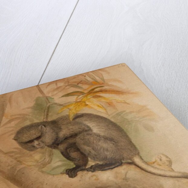 Stranger's Monkey by Joseph Wolf