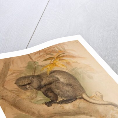 Stranger's Monkey by Joseph Wolf