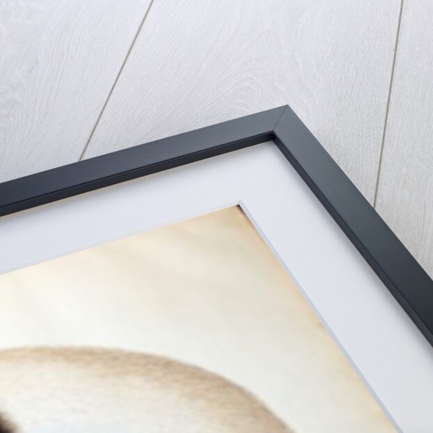 Black and white ruffed lemur by School Chinese