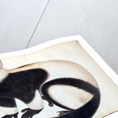 Black and white ruffed lemur by School Chinese