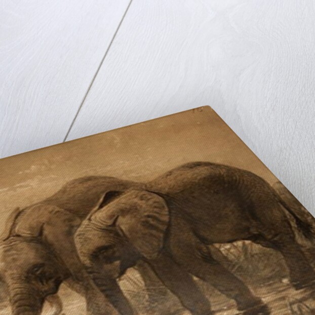 African Elephants by Joseph Wolf