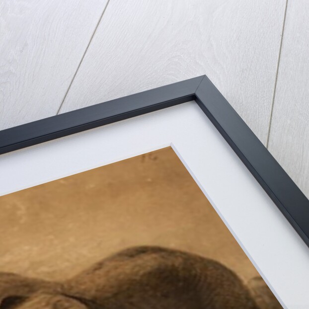 African Elephants by Joseph Wolf