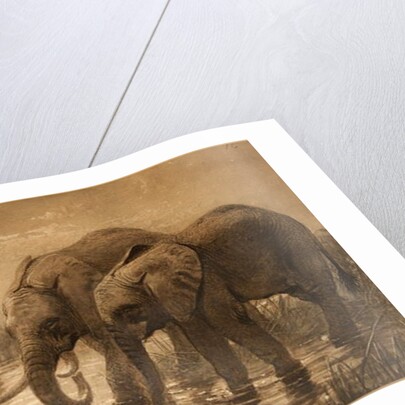 African Elephants by Joseph Wolf