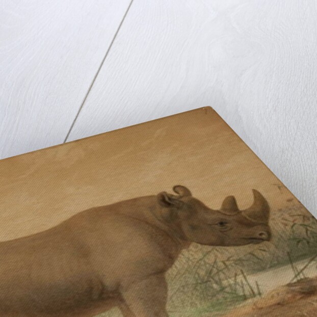 African Rhinoceros by Joseph Wolf