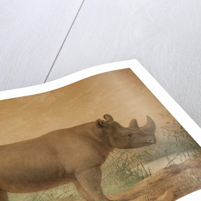 African Rhinoceros by Joseph Wolf