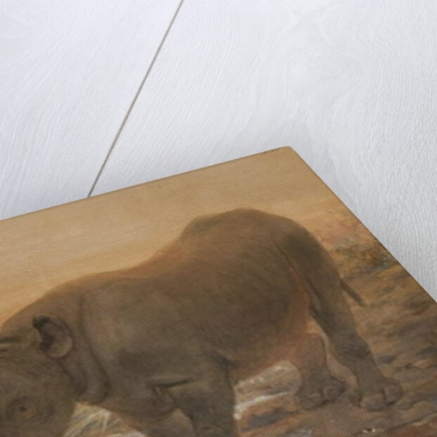 African Rhinoceros by Joseph Wolf