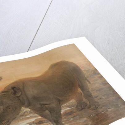 African Rhinoceros by Joseph Wolf