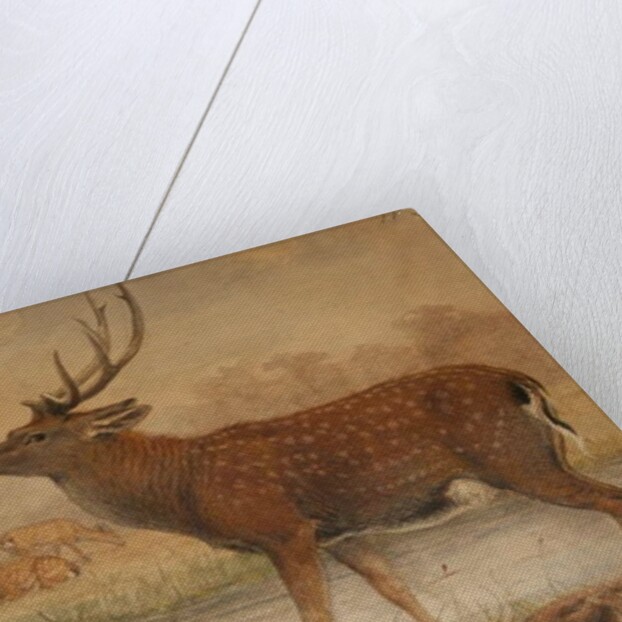 Manchurian Deer by Joseph Wolf