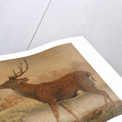 Manchurian Deer by Joseph Wolf