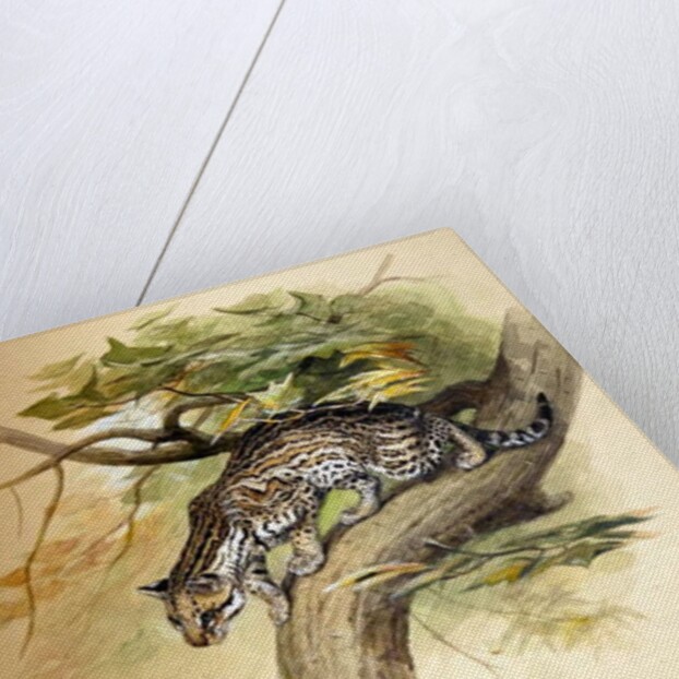 Ocelot, 1851 by Joseph Wolf