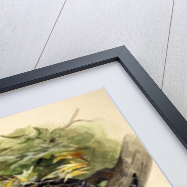 Ocelot, 1851 by Joseph Wolf