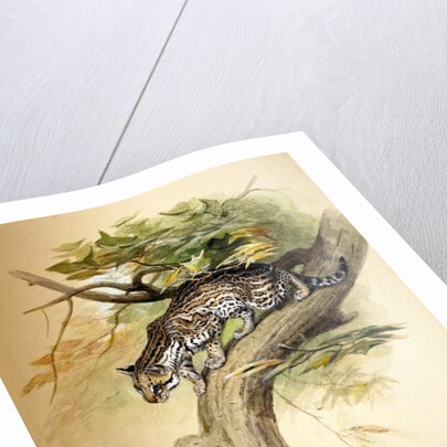 Ocelot, 1851 by Joseph Wolf