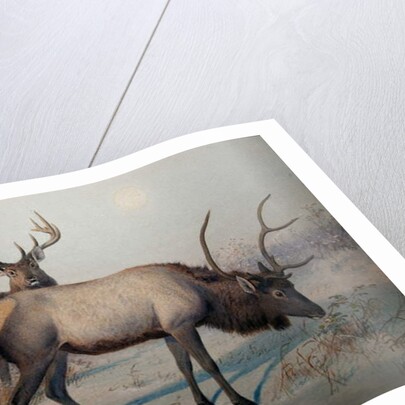 Wapiti, c.1850 by Joseph Wolf