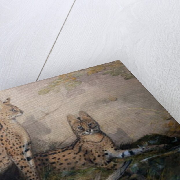 Serval, 1851-1869 by Joseph Wolf