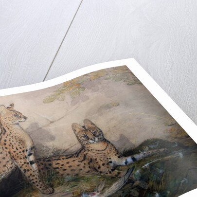 Serval, 1851-1869 by Joseph Wolf