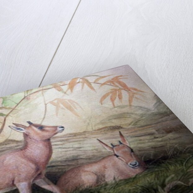 Scimitar Horned Oryx Calves, c.1850 by Joseph Wolf