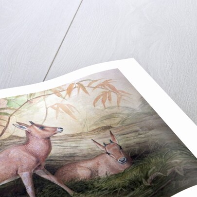 Scimitar Horned Oryx Calves, c.1850 by Joseph Wolf