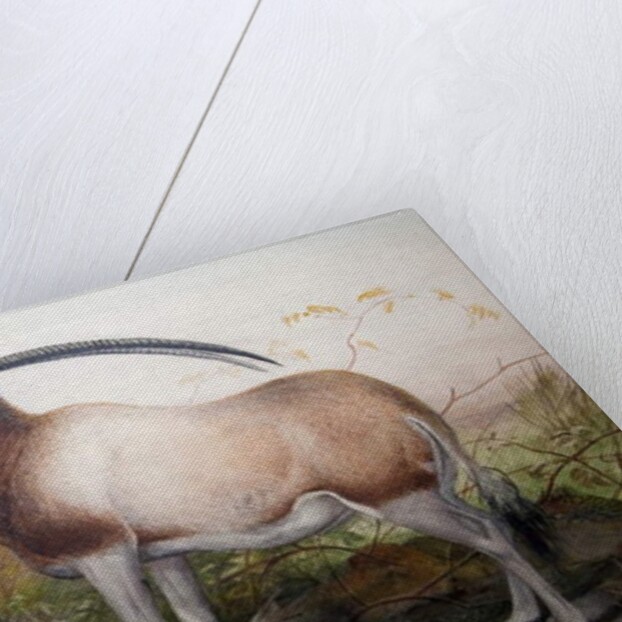 The Leucoryx Antelope, Oryx Leucoryx, c.1850 by Joseph Wolf