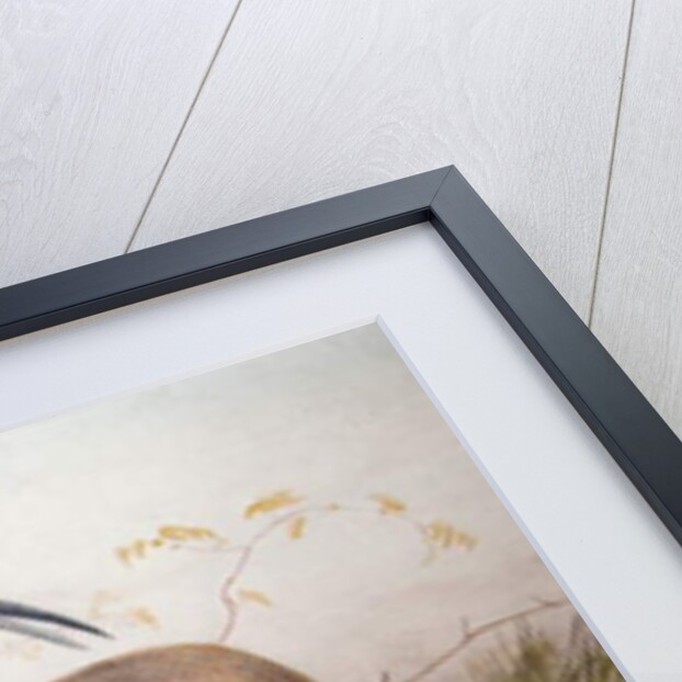 The Leucoryx Antelope, Oryx Leucoryx, c.1850 by Joseph Wolf