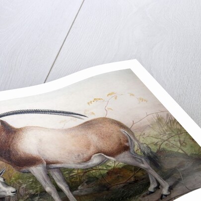 The Leucoryx Antelope, Oryx Leucoryx, c.1850 by Joseph Wolf