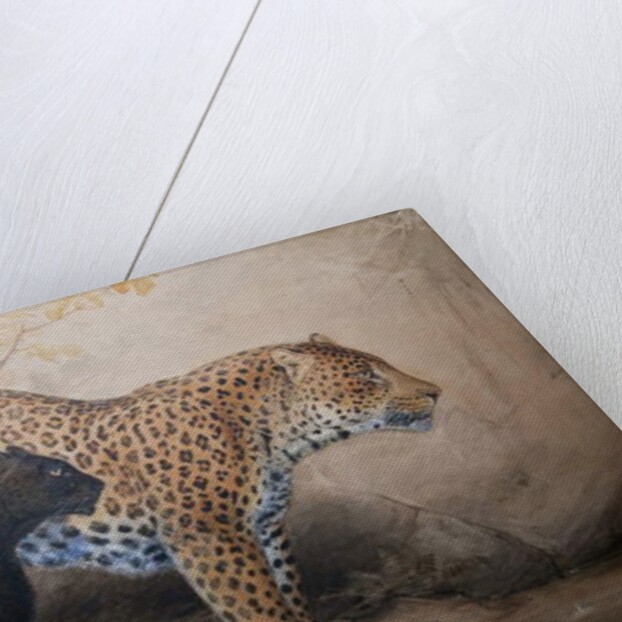 Leopards, 1851-69 by Joseph Wolf