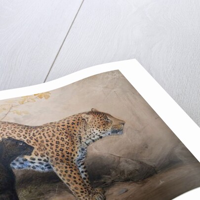 Leopards, 1851-69 by Joseph Wolf