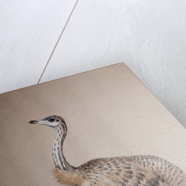 Ostrich, c.1850 by Joseph Wolf