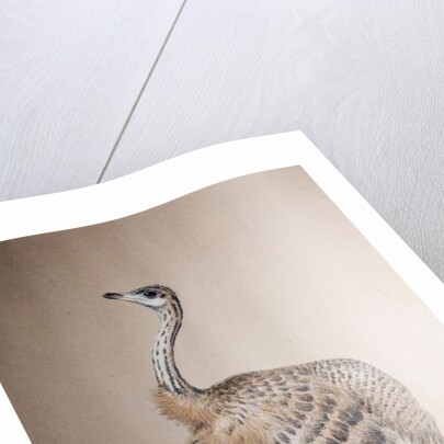 Ostrich, c.1850 by Joseph Wolf