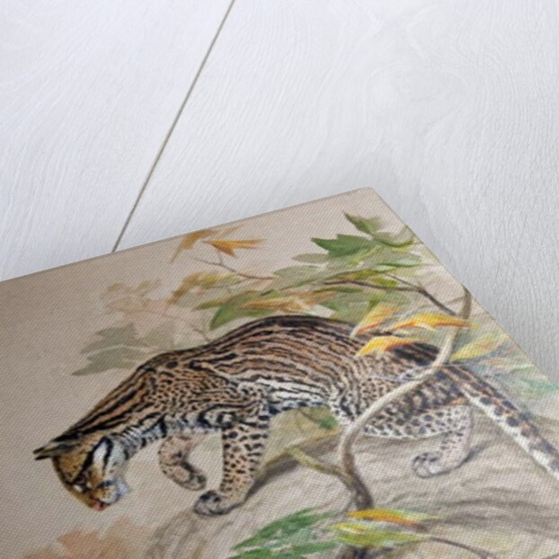 Ocelot, 1851-52 by Joseph Wolf