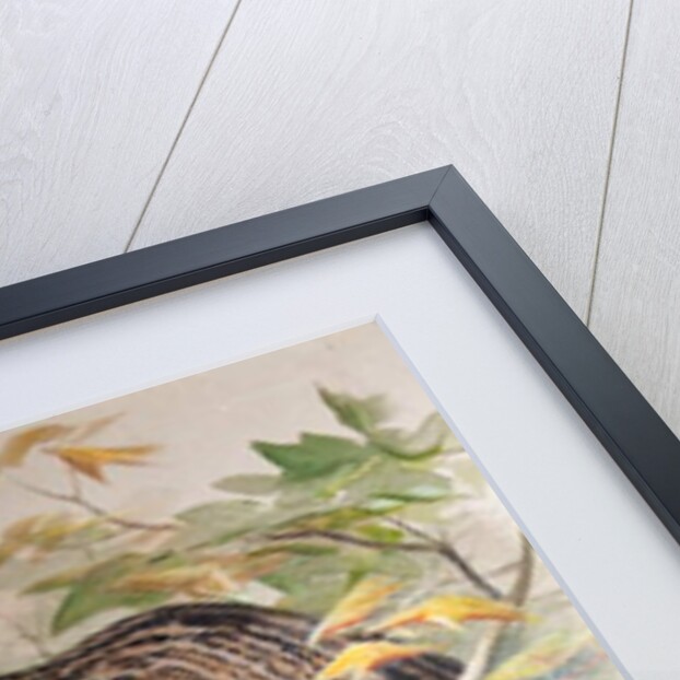 Ocelot, 1851-52 by Joseph Wolf