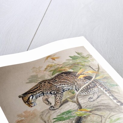 Ocelot, 1851-52 by Joseph Wolf