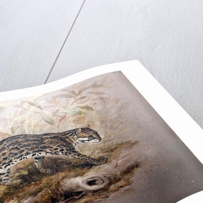 Ocelot, 1851-52 by Joseph Wolf