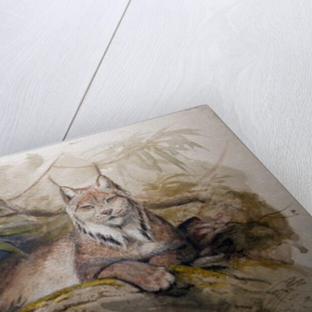 The Canadian Lynx, 1852 by Joseph Wolf