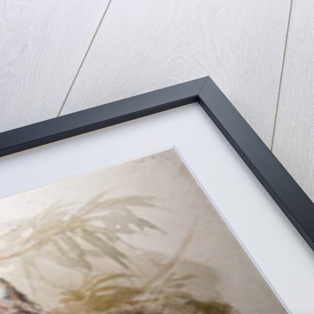 The Canadian Lynx, 1852 by Joseph Wolf