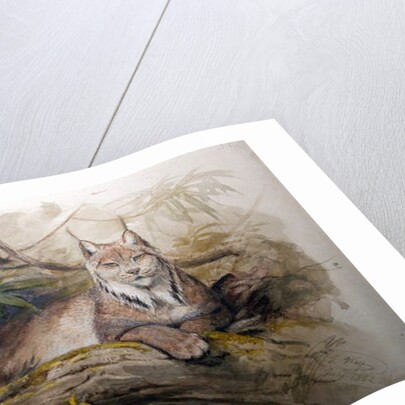 The Canadian Lynx, 1852 by Joseph Wolf