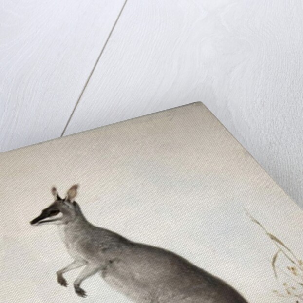 Macropus parryi, 1834 by Edward Lear