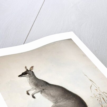 Macropus parryi, 1834 by Edward Lear