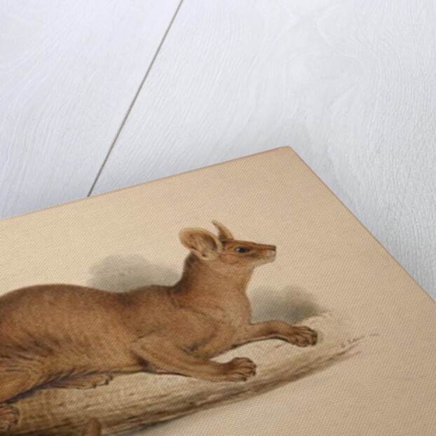 Cryptoprocta ferox, 1833 by Edward Lear