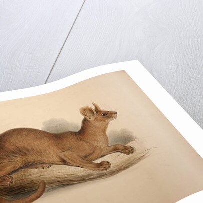 Cryptoprocta ferox, 1833 by Edward Lear