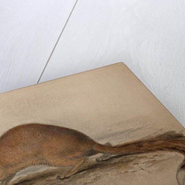 Cynictis steedmanii, c.1835 by Edward Lear