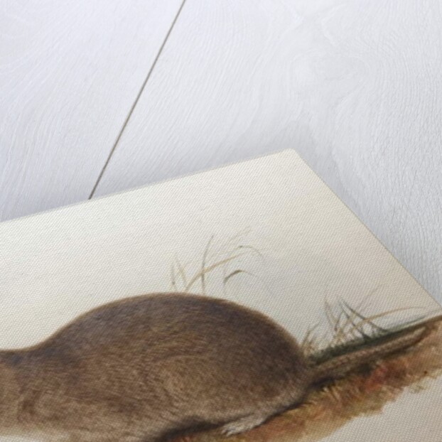 Ctenomys magellanicus, 1836 by Edward Lear