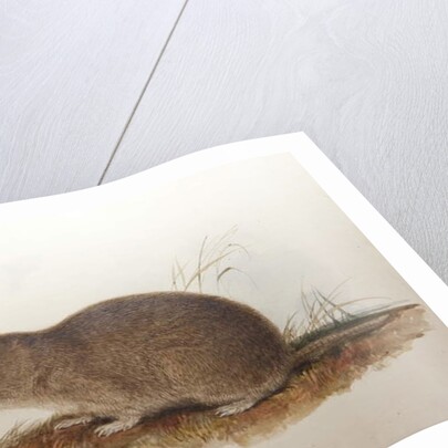 Ctenomys magellanicus, 1836 by Edward Lear